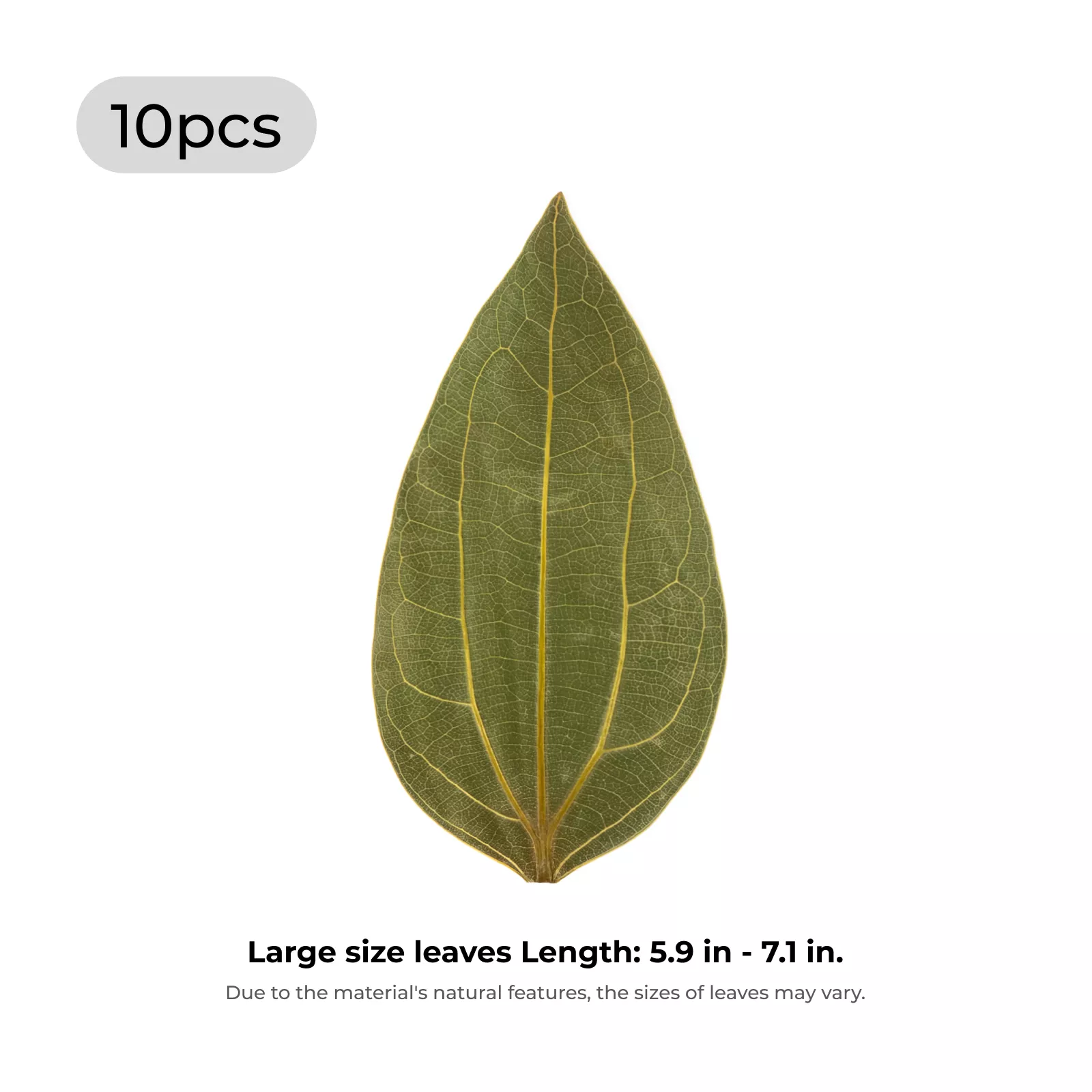 Cinnamon Leaf for Engraving (10pcs) - Image 3